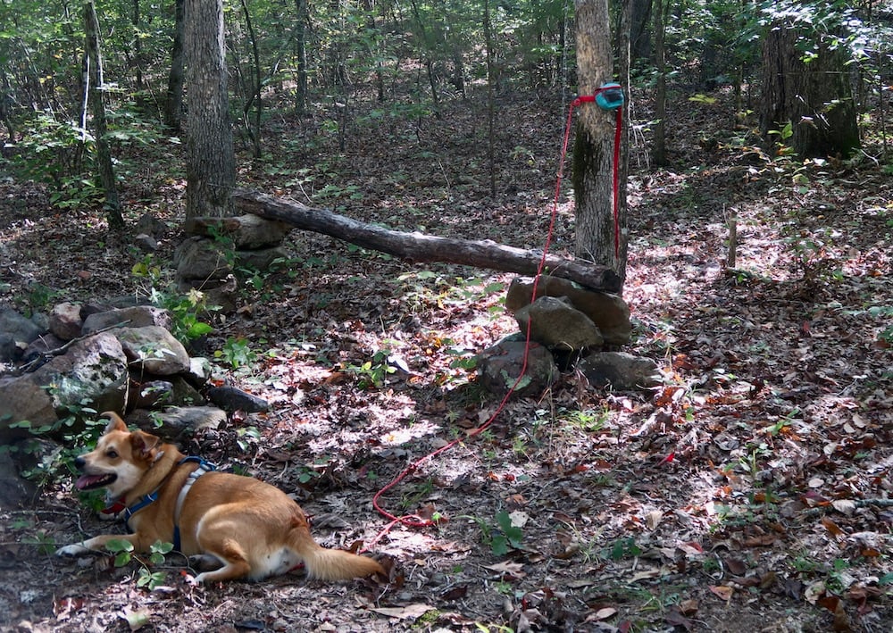 Lab mix resting in the woods while hitched to a tree. 