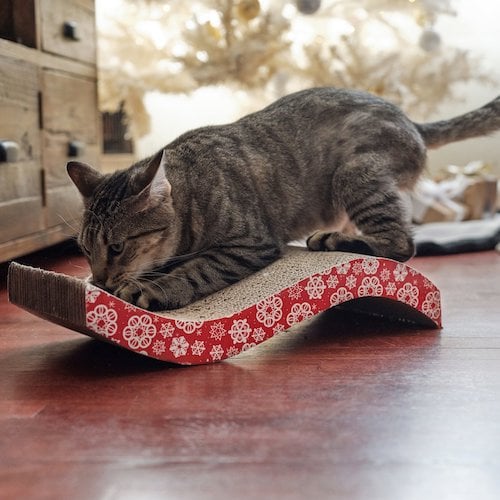cat scratching toy