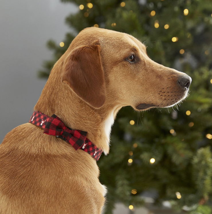 holiday dog collar