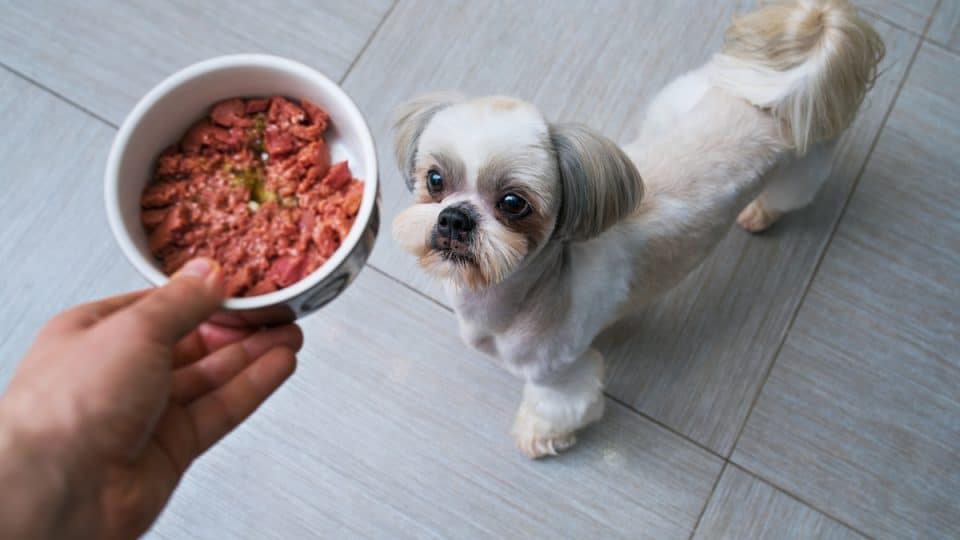 Shih Tzu dog getting food from pet parent in kitchen