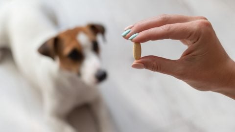 Woman giving pill to a patient jack russell terrier