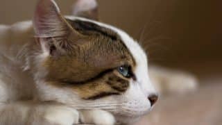 Horner’s Syndrome in Cats: Symptoms, Causes, Treatment, and Outlook