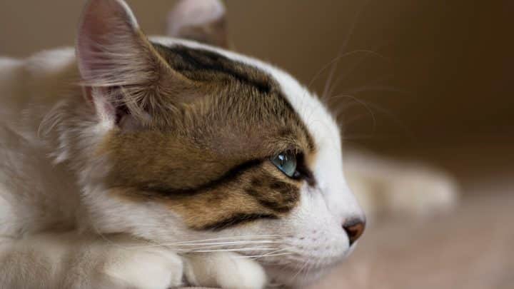 Horner’s Syndrome in Cats: Symptoms, Causes, Treatment, and Outlook