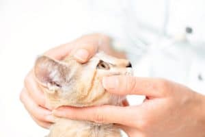Horner’s Syndrome in Cats: Symptoms, Causes, Treatment, and Outlook