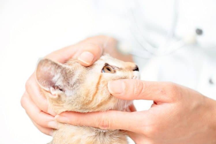 Tierärztin, die das Auge einer Katze untersucht