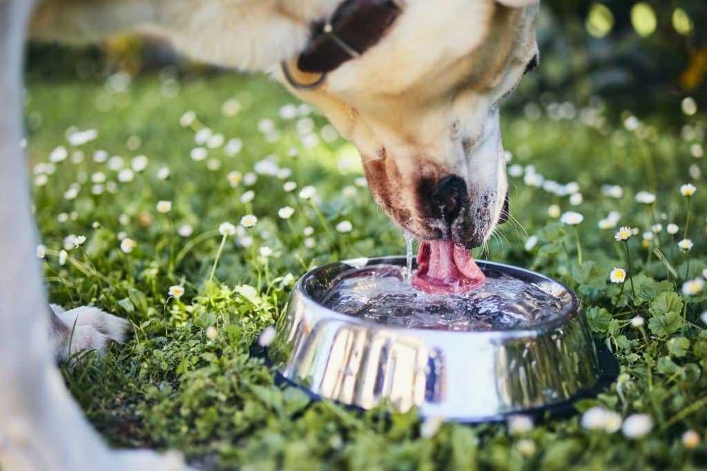 A dog drinking water outside 