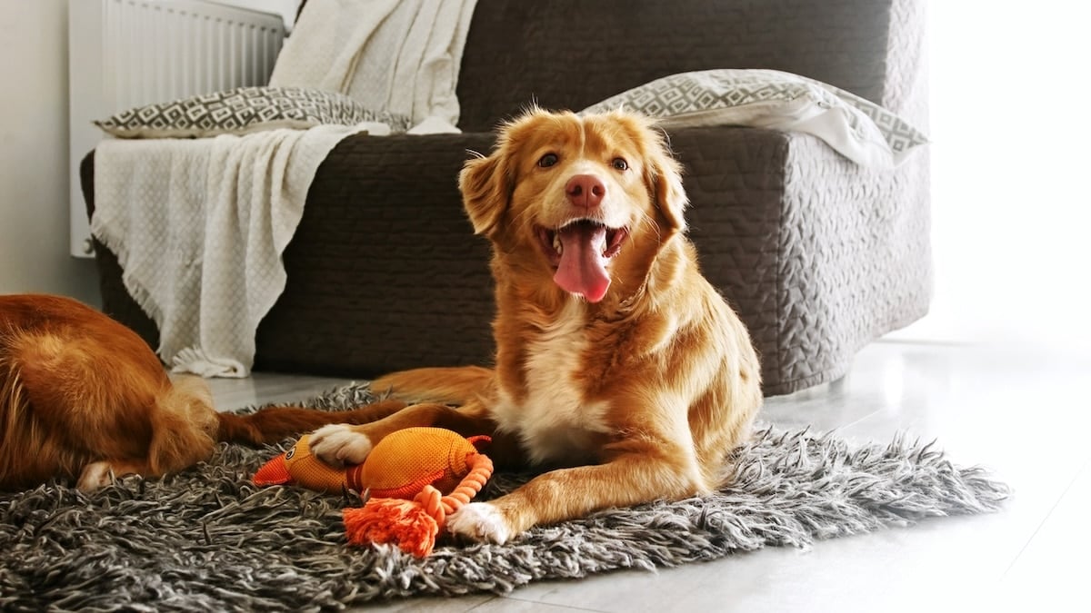 Beautiful toller retriever dog playing with toy duck in light room
