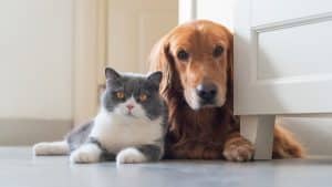 British Shorthair and Golden Retriever sitting together in home