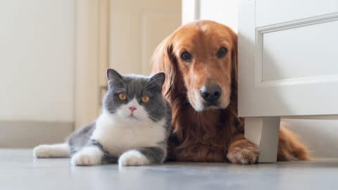 British Shorthair and Golden Retriever sitting together in home