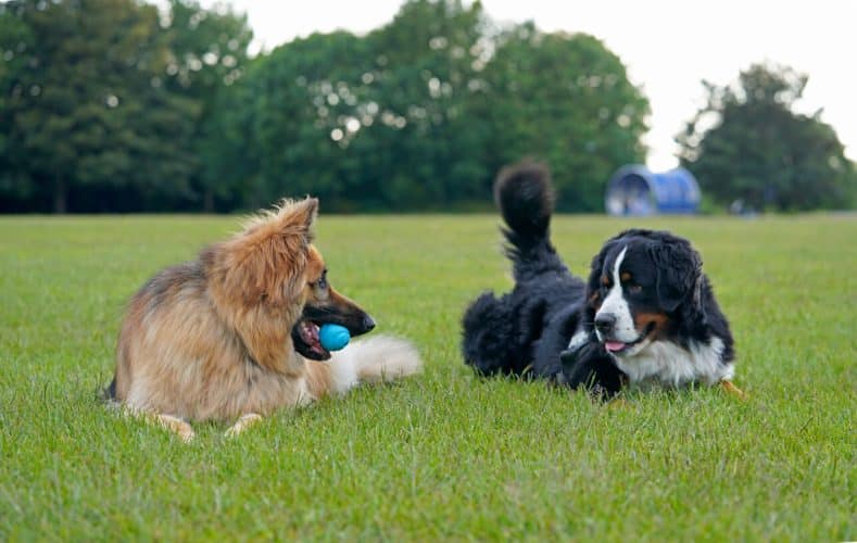 Dogs sitting in grass together with ball