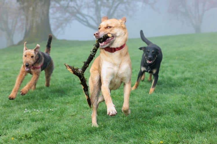 Dogs running after big dog with stick