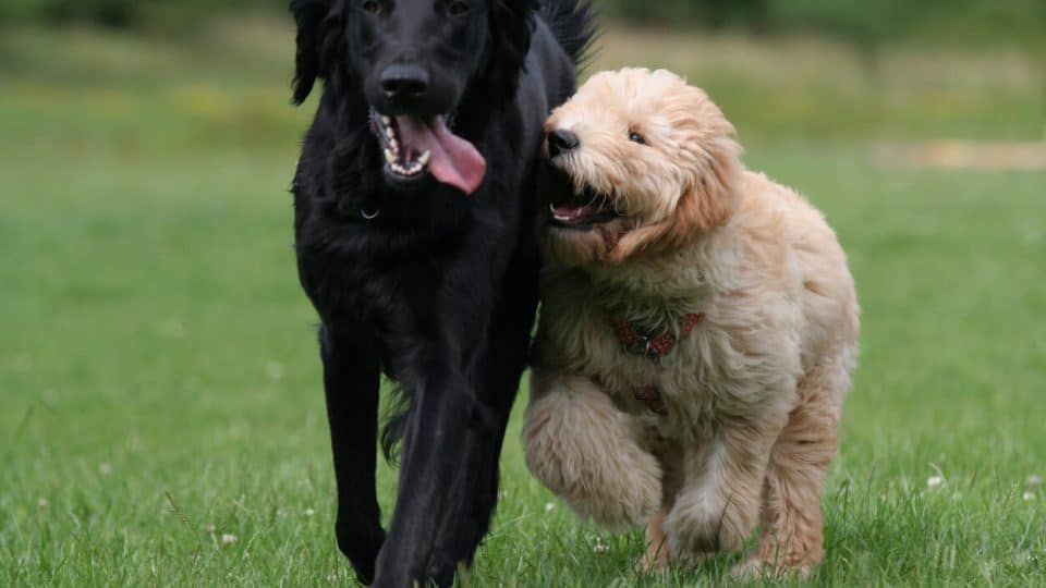 Dogs running through grass together