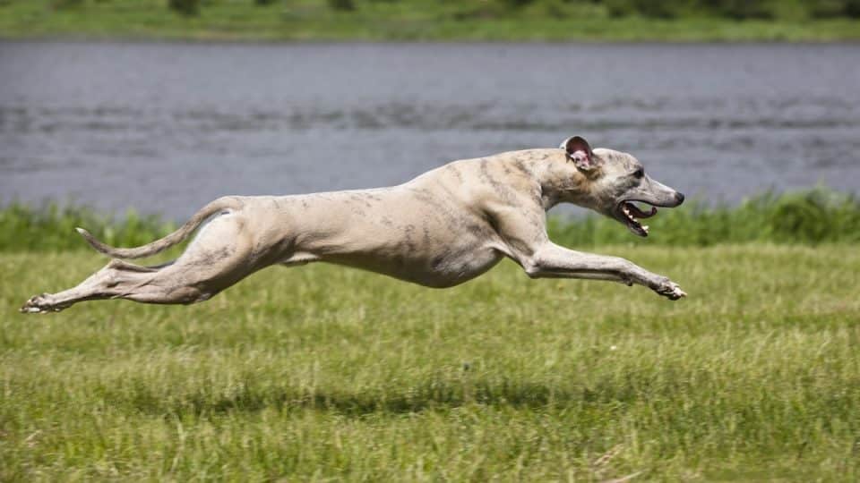 Greyhound running