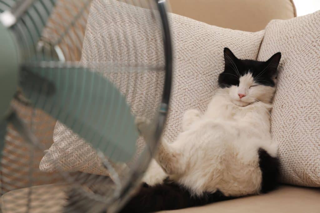 Cat sprawled in front of fan