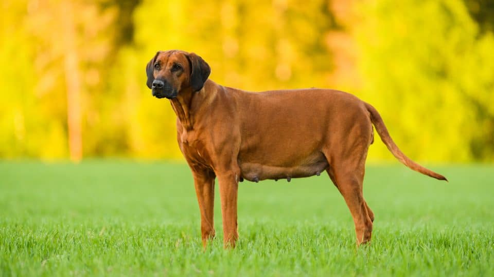 Pregnant dog standing outside in field