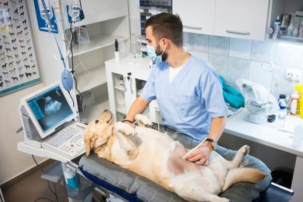 Vet gives pregnant dog an ultrasound