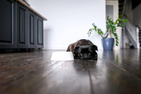 Perro pequeño tumbado en el suelo junto al plato de comida