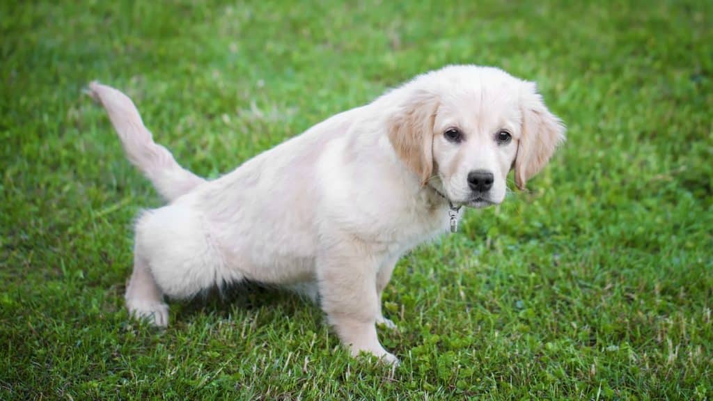 How Often Do Puppies Pee? What To Know About Puppy Bladders