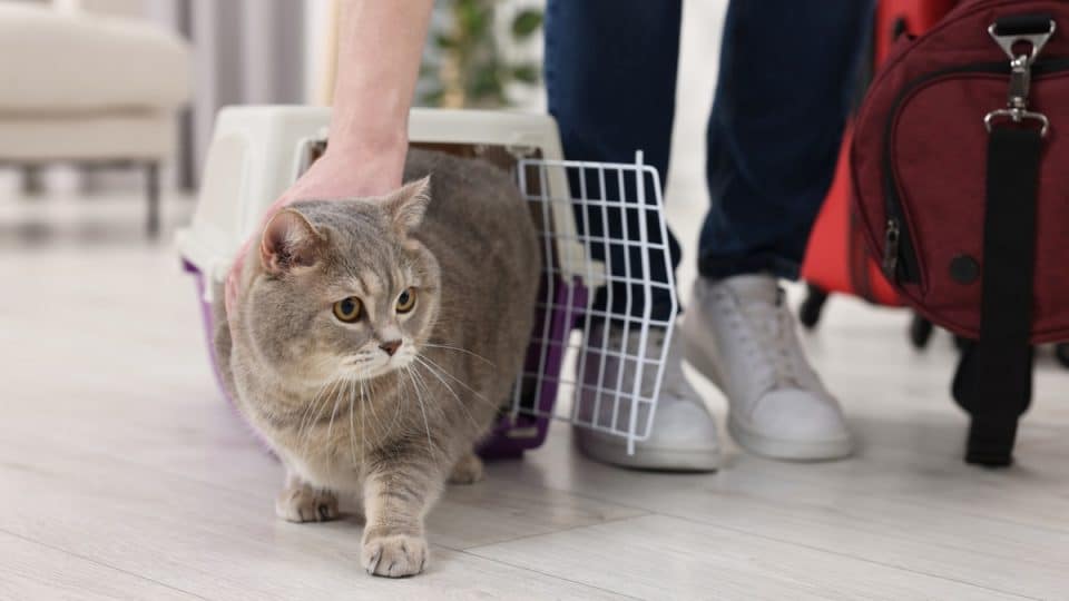 Cat emerging from carrier, guided by human