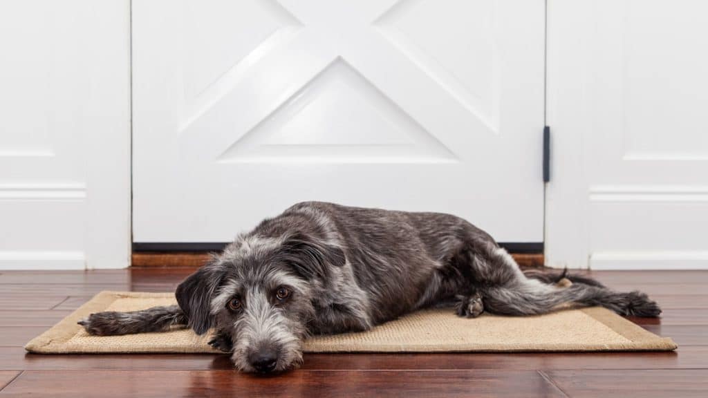 Combien de temps un chien peutil se retenir de faire pipi