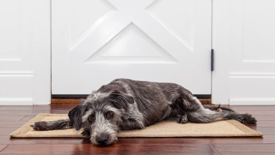 A dog laying down on a mat in front of a front door waiting to go out