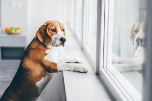 Dog waiting at home with paws on window sill
