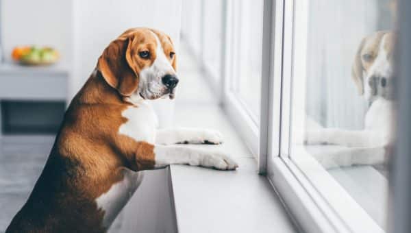 Dog waiting at home with paws on window sill