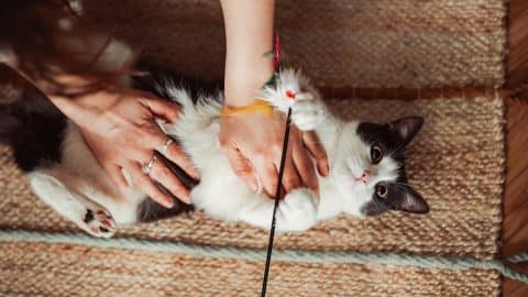 Person playing with cat on rug