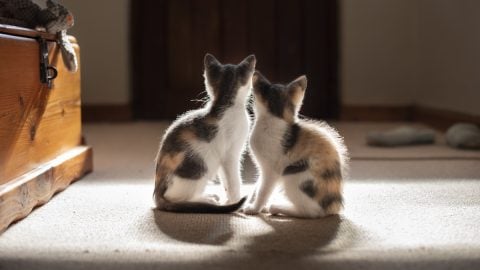 Two kittens watching door expectantly