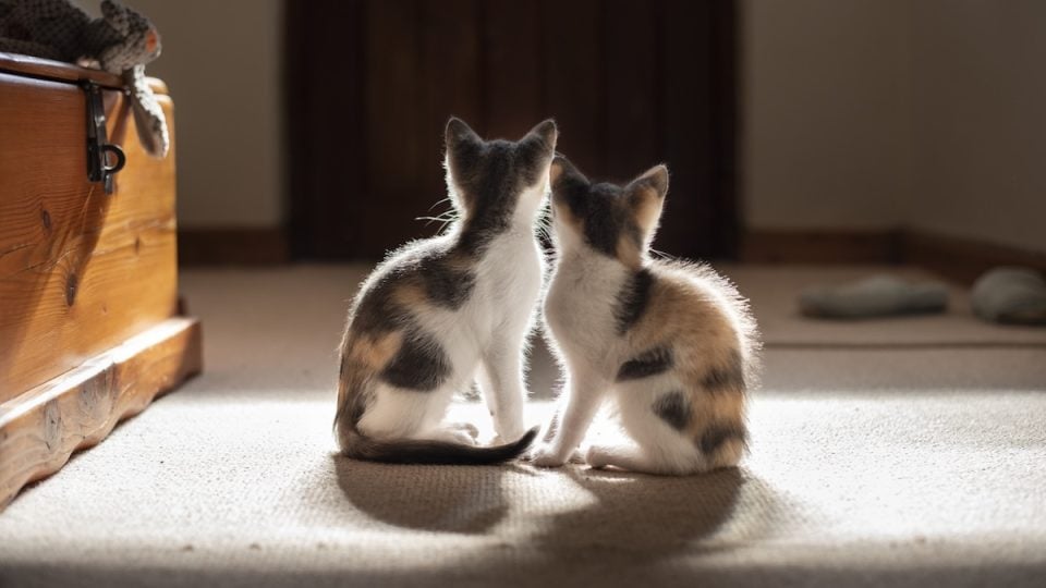 Two kittens watching door expectantly