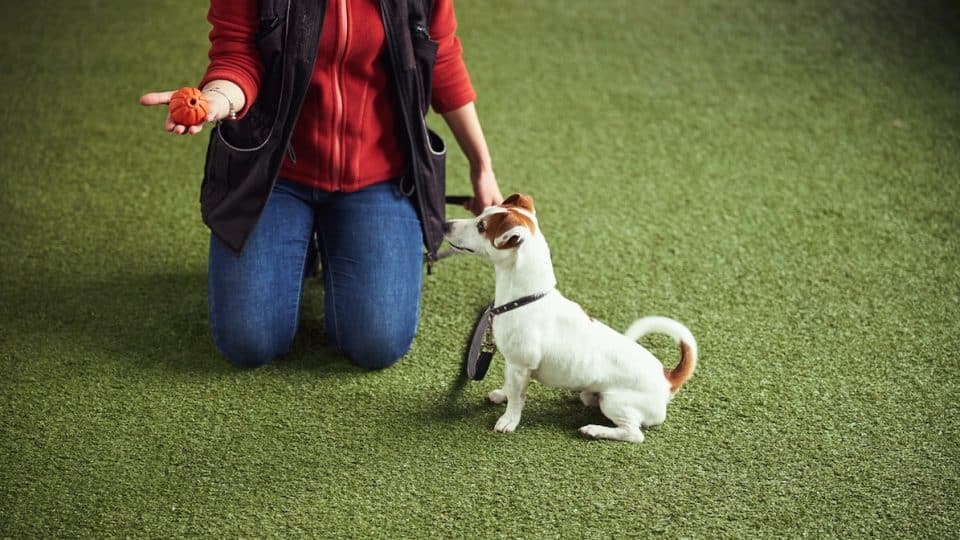 Attentive Jack Russell Terrier sits on synthetic turf close to a trainer