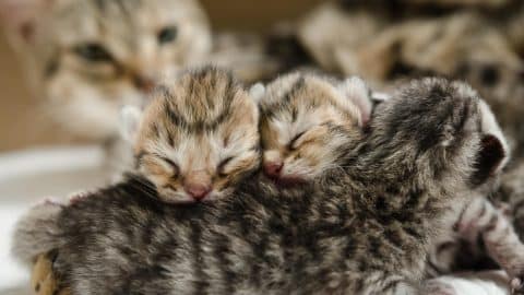 Cat with kittens