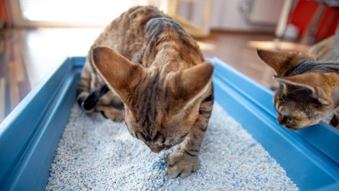 Devon Rex Kitten Digging Sand in Litter Box While Being Watched by Curios Brother