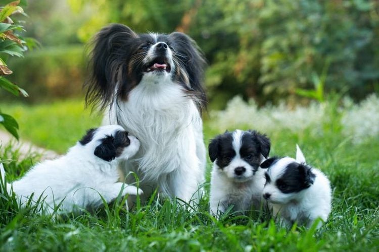 Papillon mother with puppies playing outside