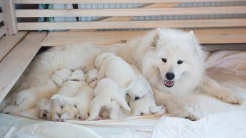 Samoyed mother dog nursing large litter of puppies