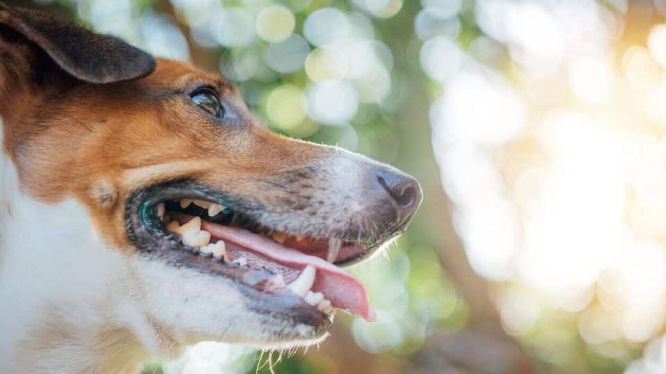 Dog with open mouth shows teeth