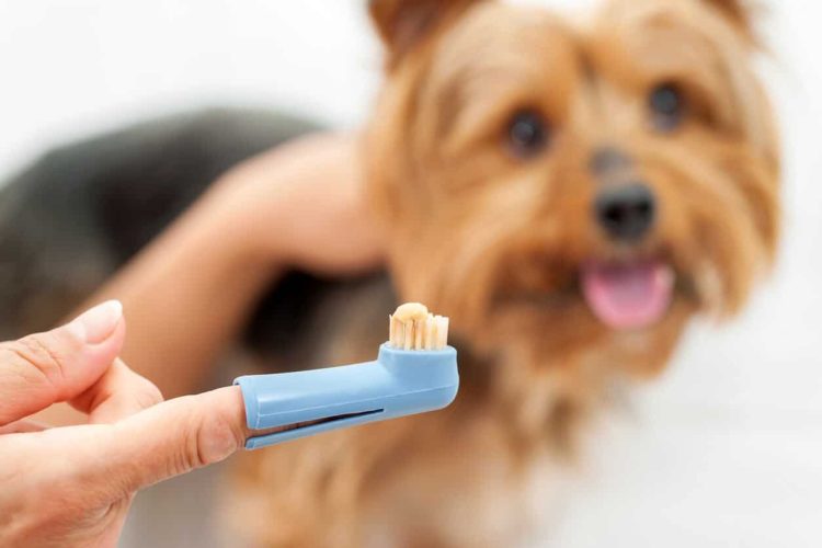 Cepillando los dientes de un yorkshire terrier