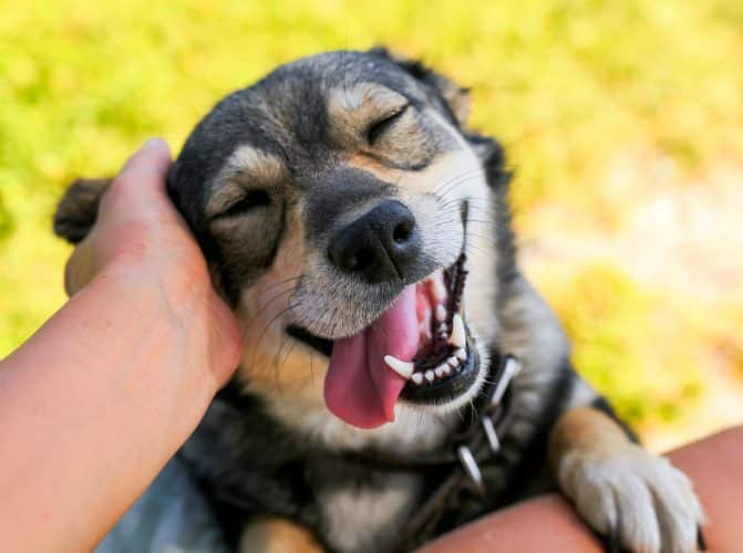 Glücklicher Hund mit offenem Maul zeigt seine Schneidezähne