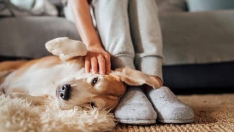 Person pets dog rolled onto belly on floor by couch