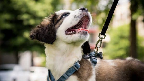 A Saint Bernard puppy out on a walk, looking up at owner