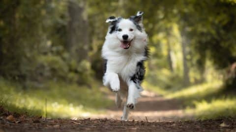 Australian shepherd running toward camera in forest