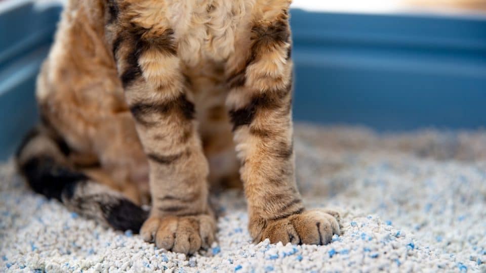Cat paws in litter box
