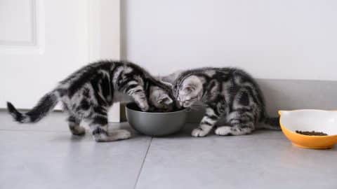Cute kittens eating out of shared food dish