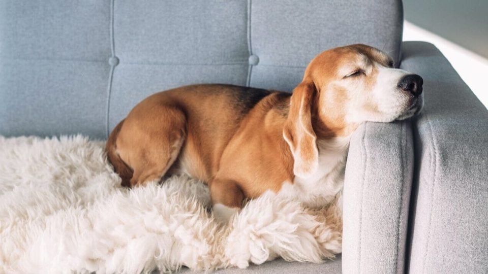 Beagle sleeping on sofa