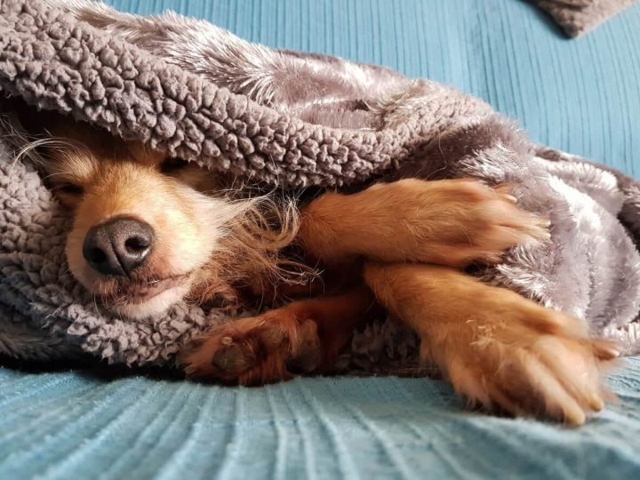 Dog snuggled under blankets