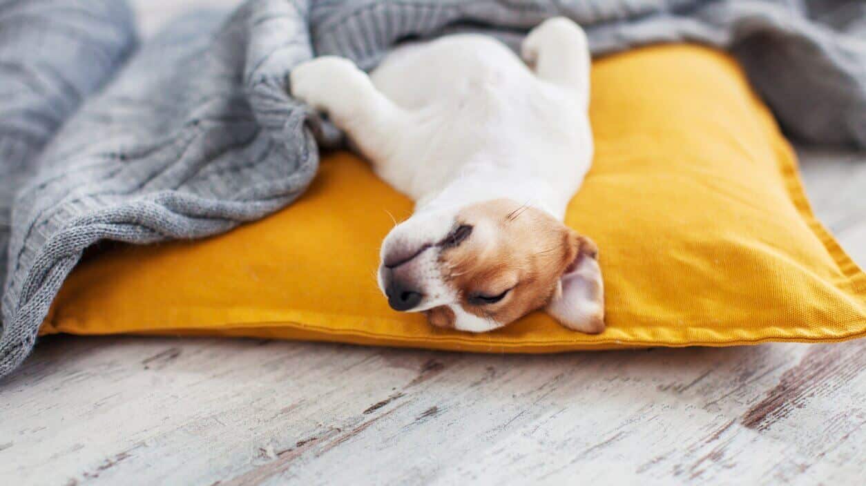 De combien d'heures de sommeil les chiens ont-ils besoin ?