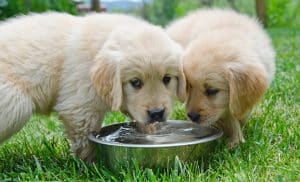 Two puppies drinking from bowl of water in grass