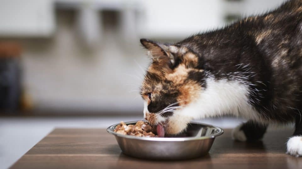 Cute brown cat is eating from metal bowl at home.