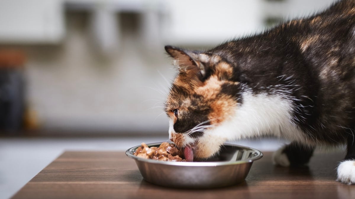 How Much Wet Food To Feed a Cat