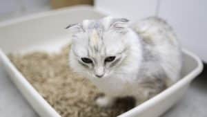 Kitten uses cat litter at home